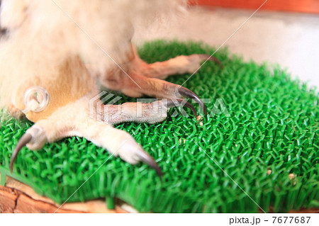 つめ 足 ミミズク ふくろう 猛禽類 シベリアワシミミズク 雛 つめ 足 ミミズク ふくろう 猛禽類 シベリアワシミミズク 雛 7677687