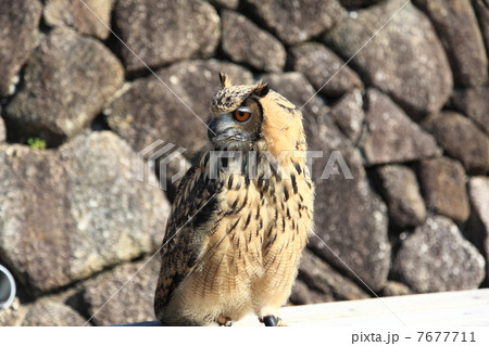 ミミズク ふくろう 猛禽類 ベンガルワシミミズク 雛 ミミズク ふくろう 猛禽類 ベンガルワシミミズク 雛 7677711