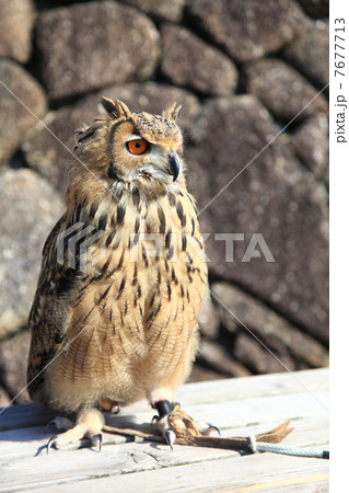 ミミズク　ふくろう　猛禽類　 ベンガルワシミミズク　雛 7677713
