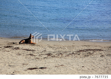 長浜海水浴場で遊ぶドーベルマン 7677735