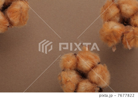 コットンフラワー 7677822