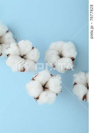 コットンフラワー 7677828