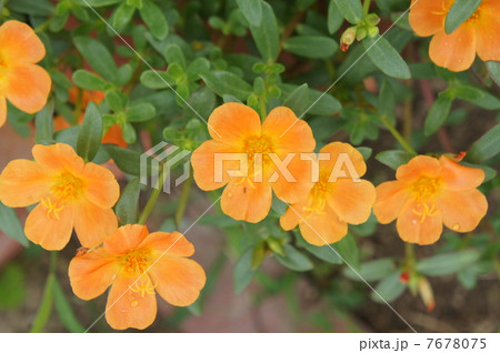 ポーチュラカ ポーチュラカ 7678075