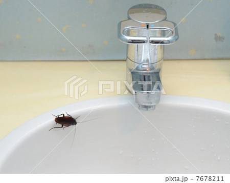 ゴキブリ 7678211