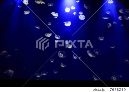 水海月　 7678259