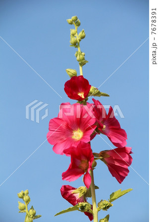 タチアオイ タチアオイ 7678391