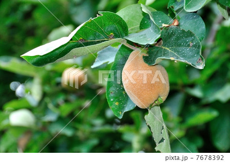 マルメロの実 マルメロの実 7678392