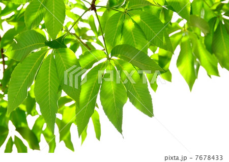 新緑のマロニエ 7678433