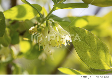 ハスカップの花 7678488