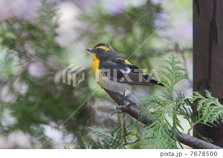 キビタキ 7678500