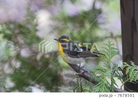 キビタキ 7678501