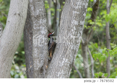 クマゲラ 7678502