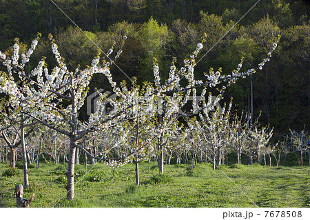 さくらんぼの花 7678508
