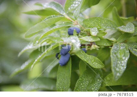 ハスカップの実 7678515