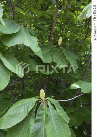 朴の花 7678518