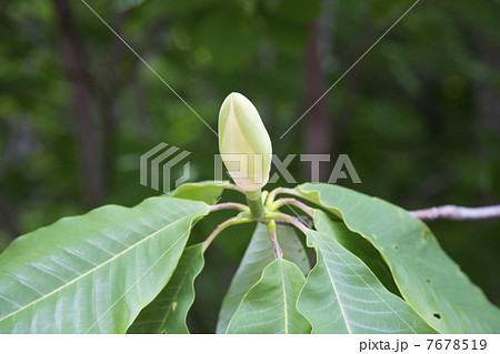 朴の花 7678519