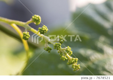 ブドウの花芽 ブドウの花芽 7678521