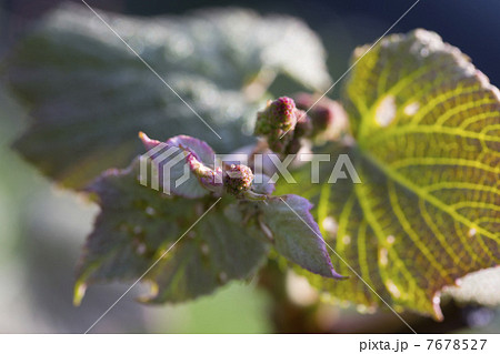 山ぶどうの花芽 7678527