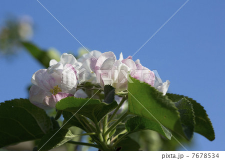 りんごの花 りんごの花 7678534