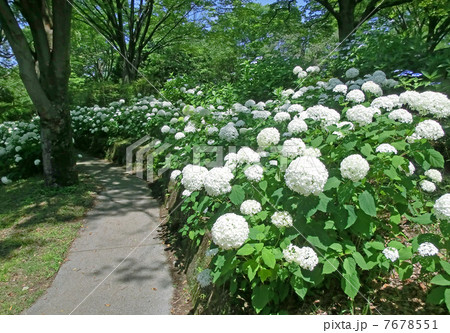 アジサイ アジサイ 7678551