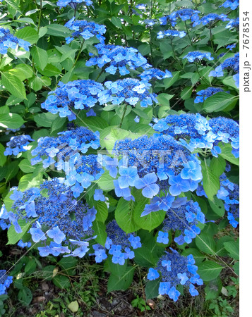 アジサイ アジサイ 7678554