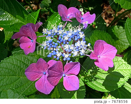 アジサイ 7678556