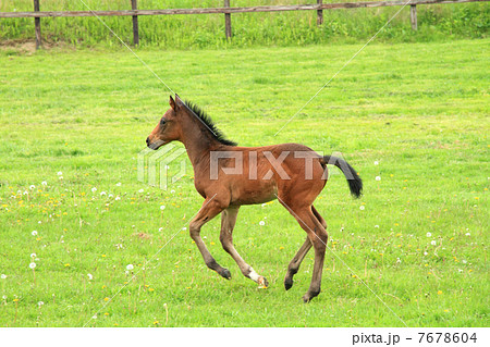 走るサラブレッドの子馬の写真素材