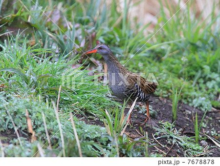 クイナ クイナ 7678878