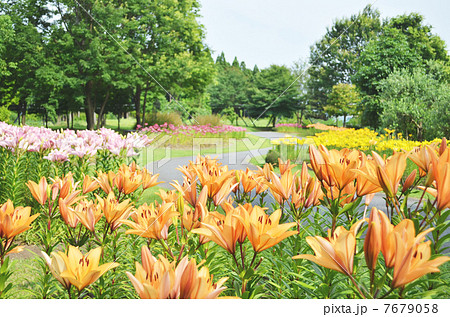 百合園 百合園 7679058