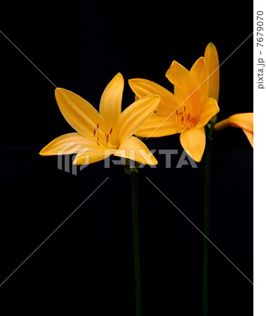 霧降高原キスゲ平 7679070