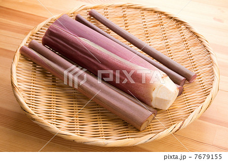 赤ずいき 7679155