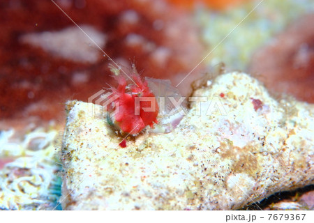 オルヅルエビ 7679367