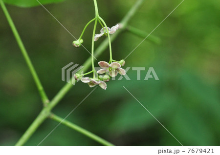 ツリバナ ツリバナ 7679421