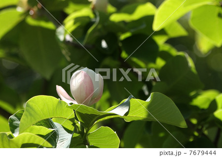 受け咲き大山蓮華 7679444