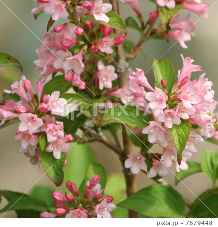 タニウツギ 7679448