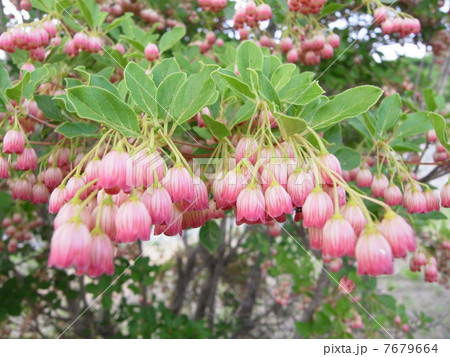 サラサドウダン・イメージ（１） 7679664