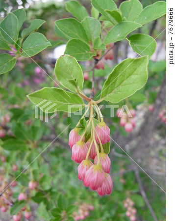 サラサドウダン・イメージ（３） 7679666