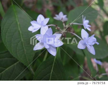 ホシザキエゾアジサイ・イメージ（５） 7679758