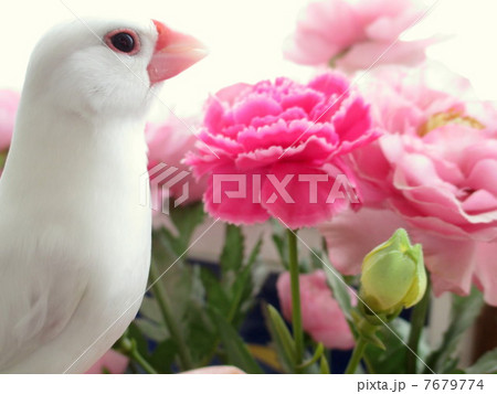 文鳥のぶんちゃんとカーネーション 7679774