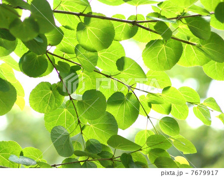 美しい木漏れ日のカツラの葉 新緑 の写真素材