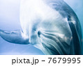 イルカ 7679995