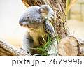 コアラ 7679996