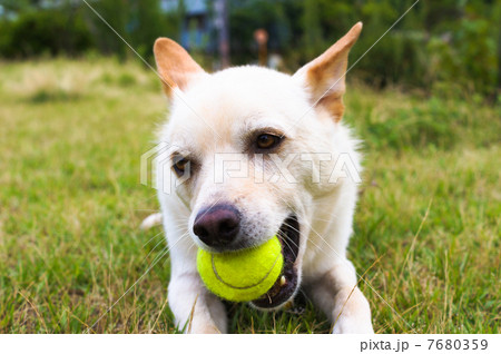 テニスボールで遊ぶ白い犬の写真素材