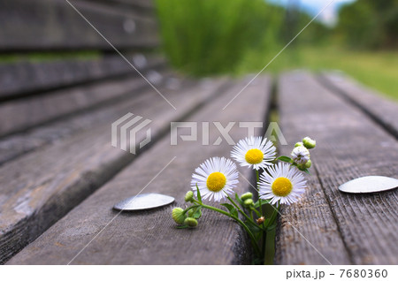公園ベンチのヒメジョオン 7680360