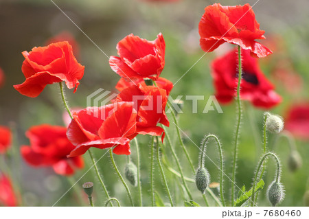ケシの花 ケシの花 7680460