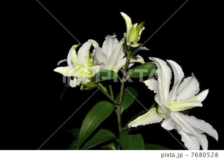 ユリ　定点撮影　蕾～開花　六日目夜 7680528