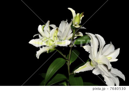 ユリ　定点撮影　蕾～開花　七日目夜 7680530