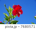 ハイビスカス 7680571