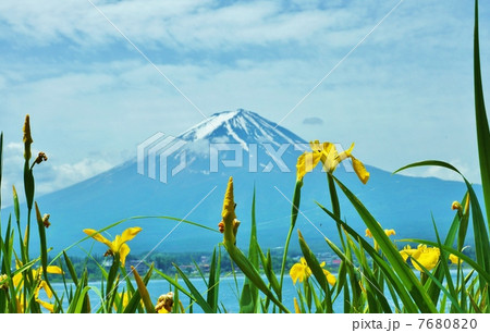 花と富士・キショウブの花近景に初夏の富士・横位置 花と富士・キショウブの花近景に初夏の富士・横位置 7680820