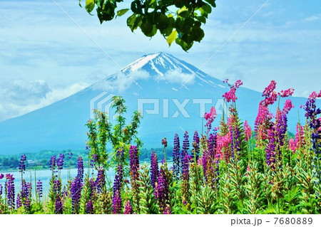 花と富士・ルピナスの花と樹木近景に初夏の富士・横位置 7680889
